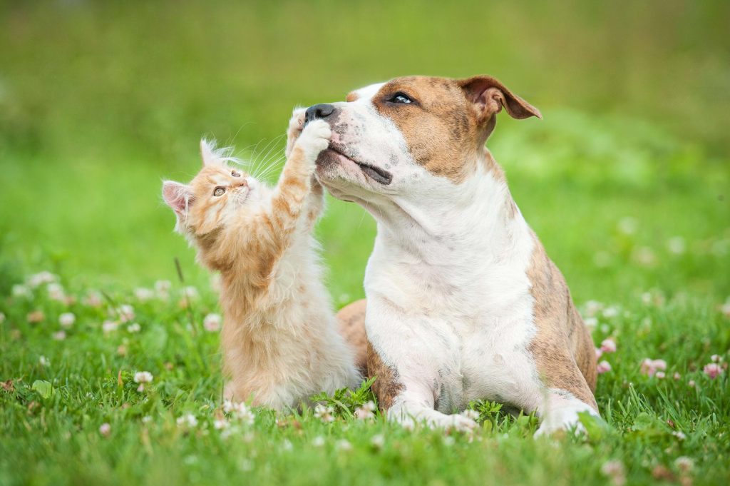 Naturopathie animale - ISUPNAT